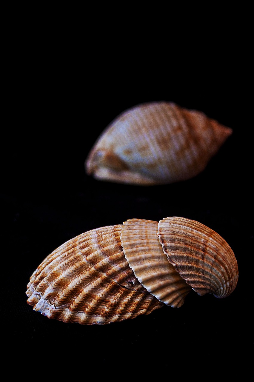 sea shells clams free photo