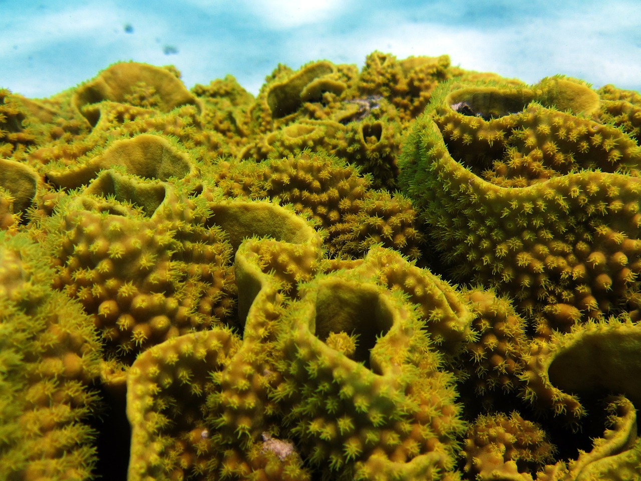 sea underwater coral free photo