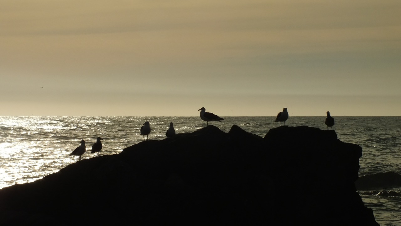 sea backlight sunset free photo