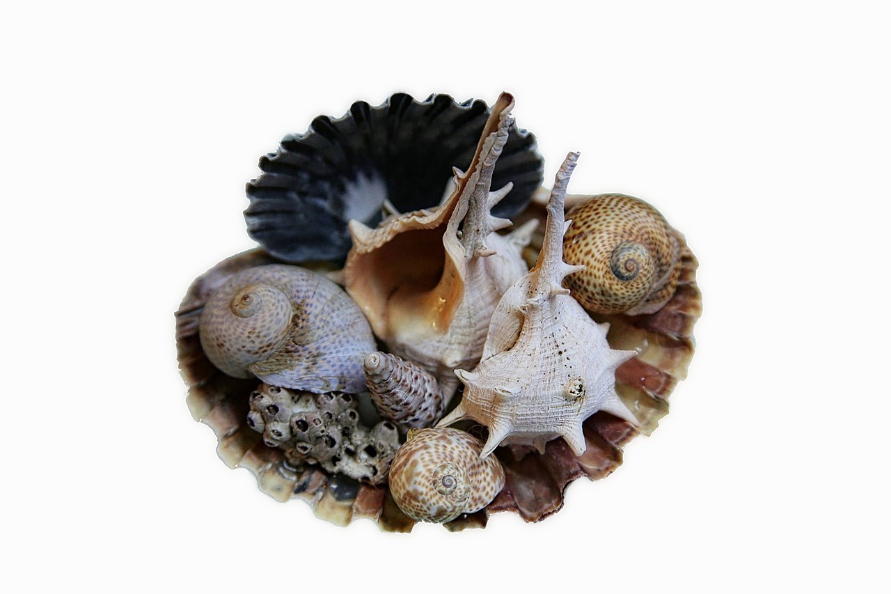 sea shell nature free photo