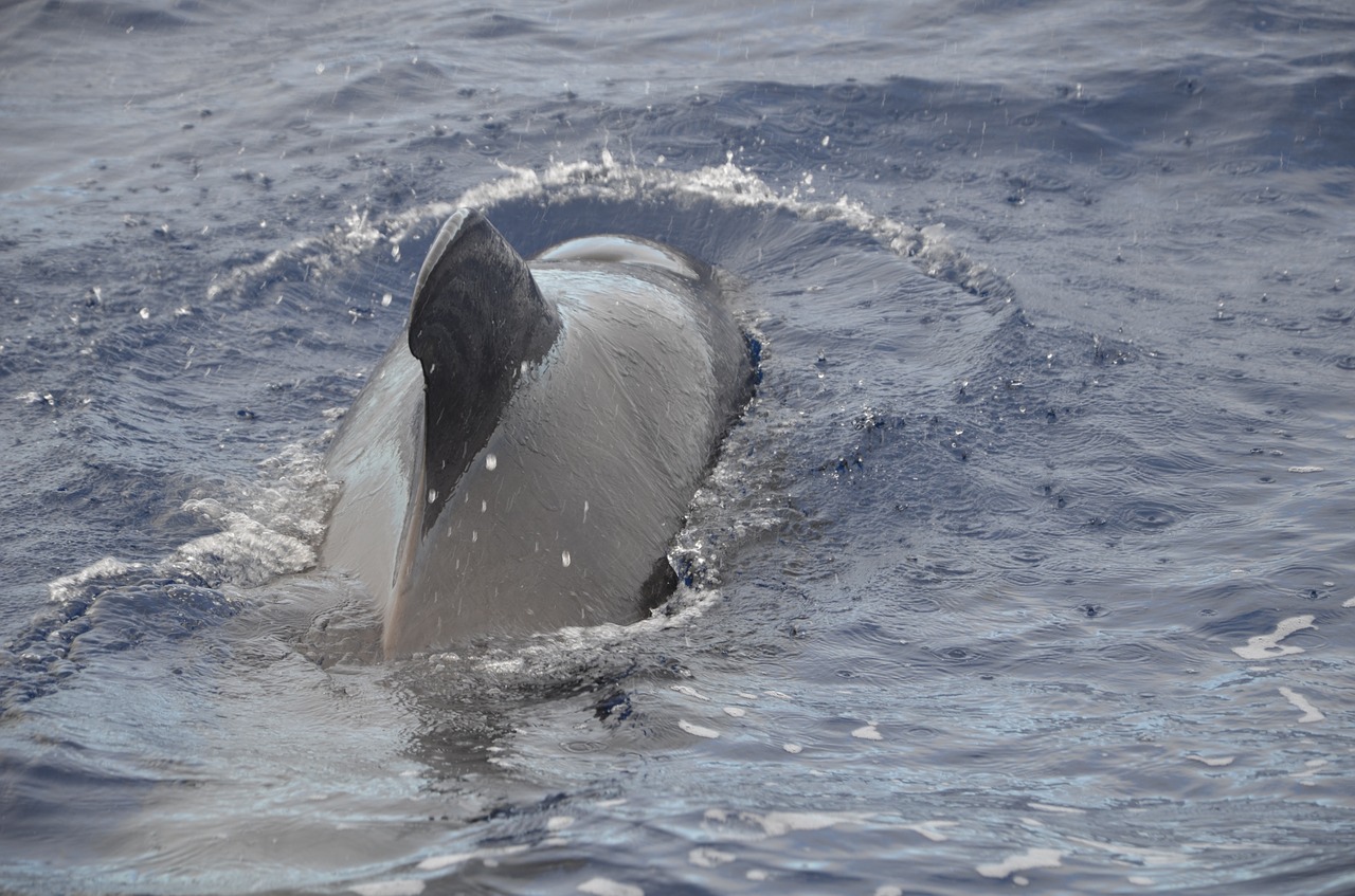 sea wal pilot whale free photo