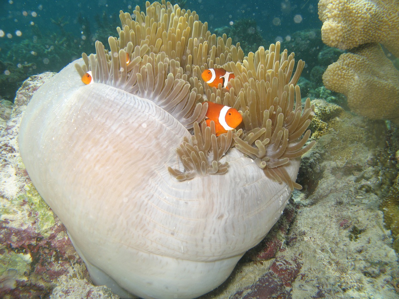 sea minnows sea ​​anemone free photo