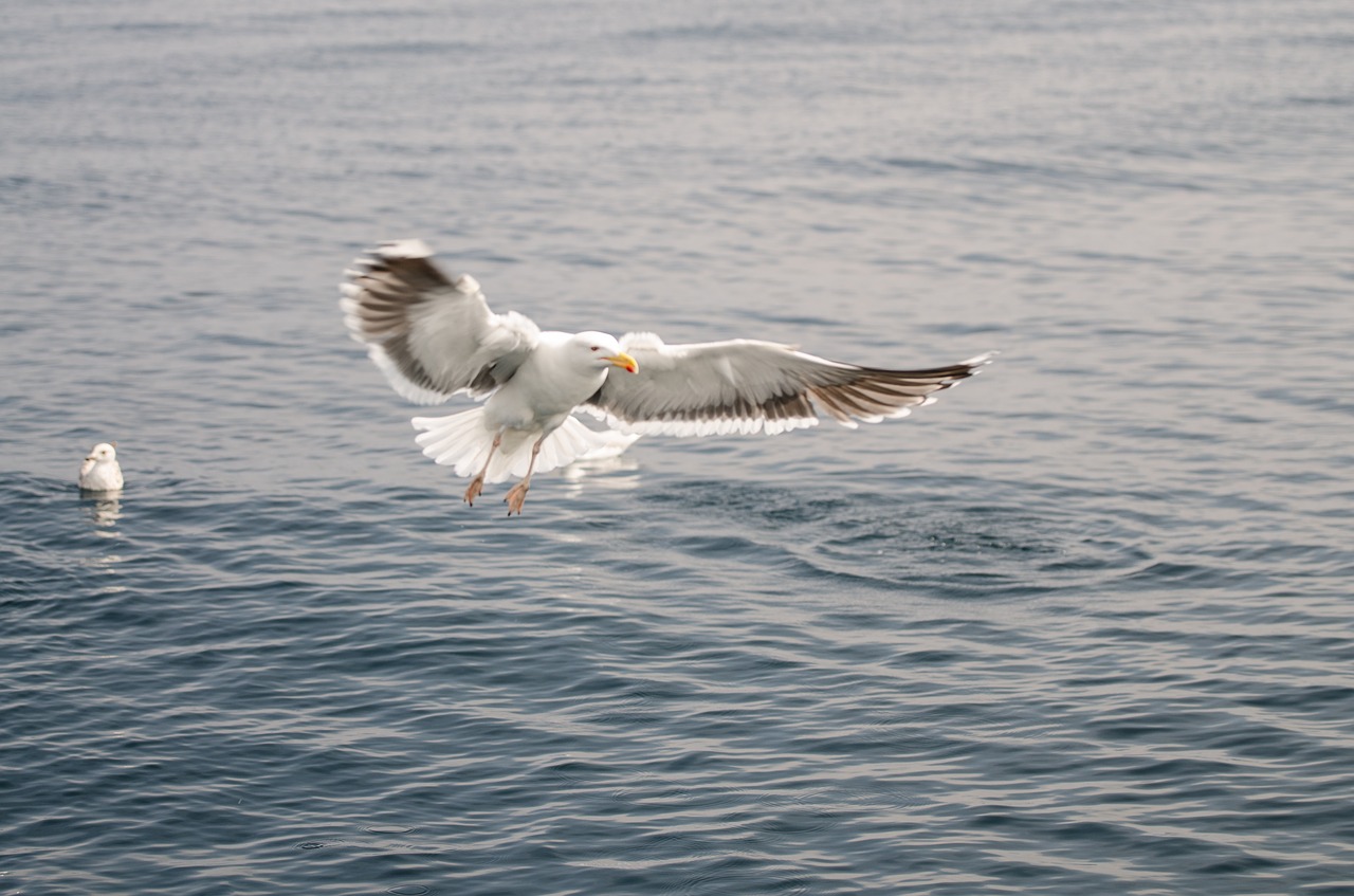 sea bird animal free photo