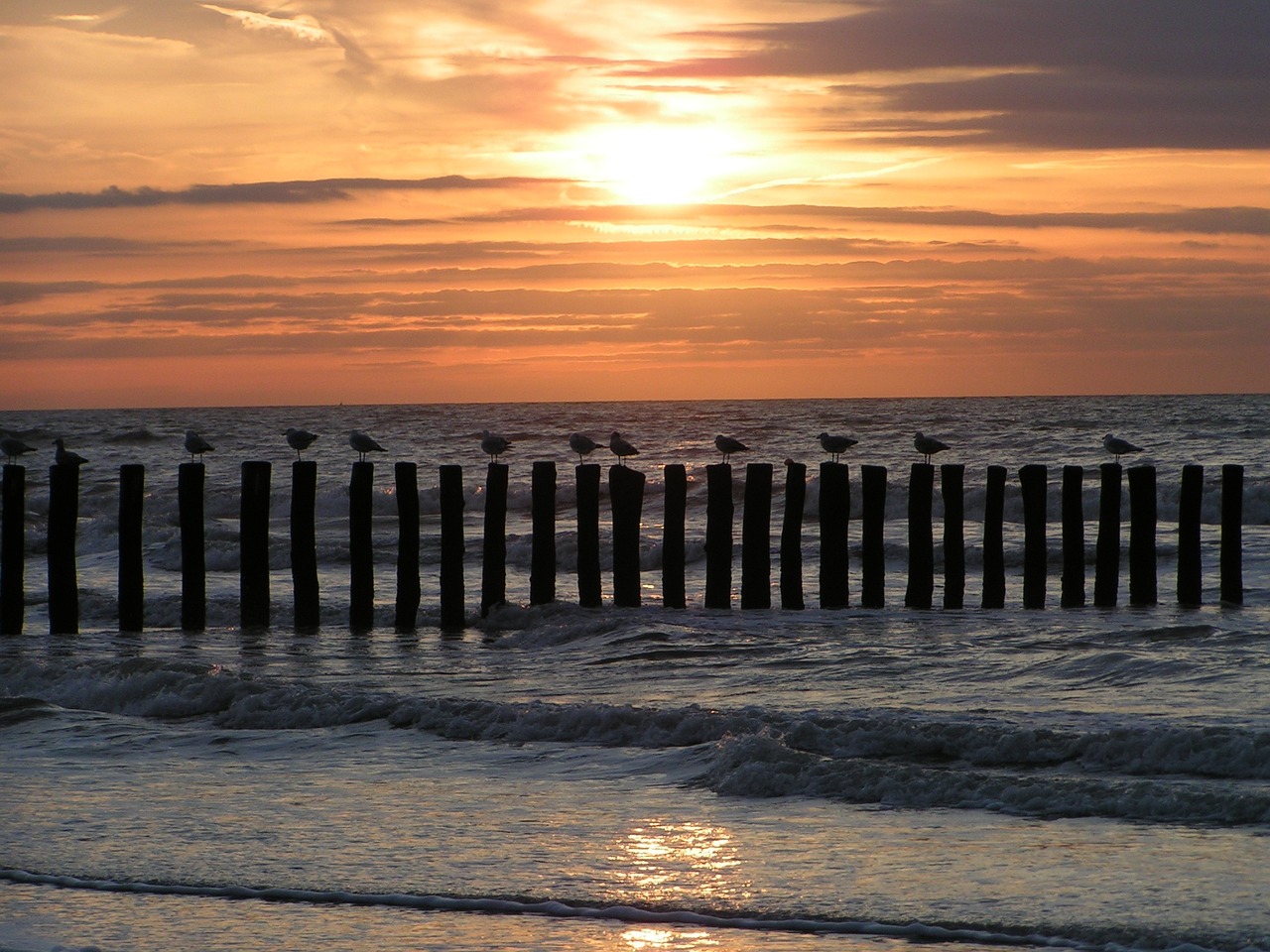 sea beach seagull free photo