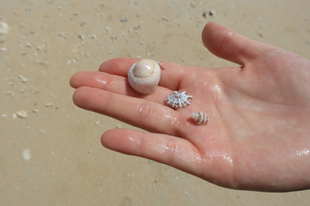 sea hand clam free photo