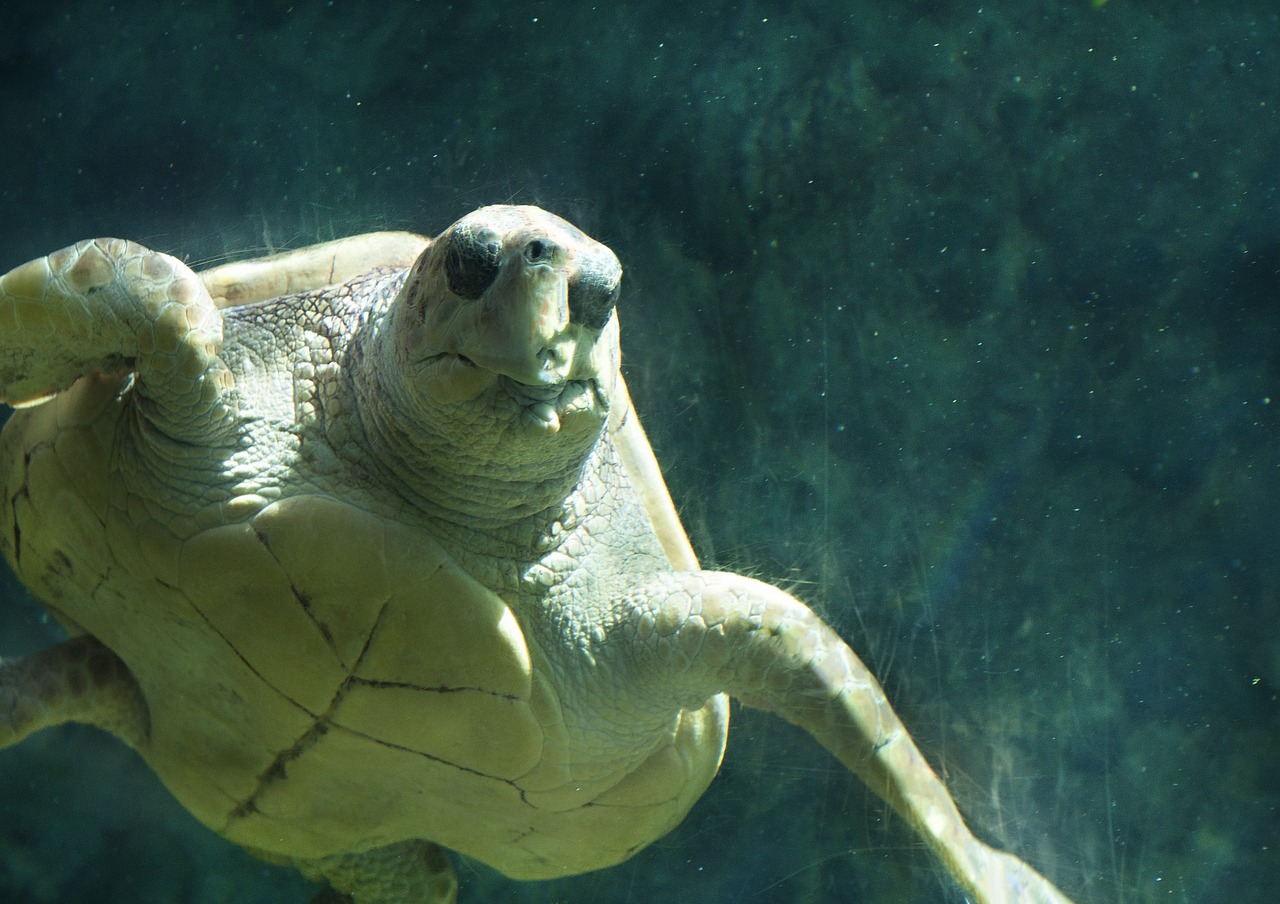 sea turtle ocean free photo