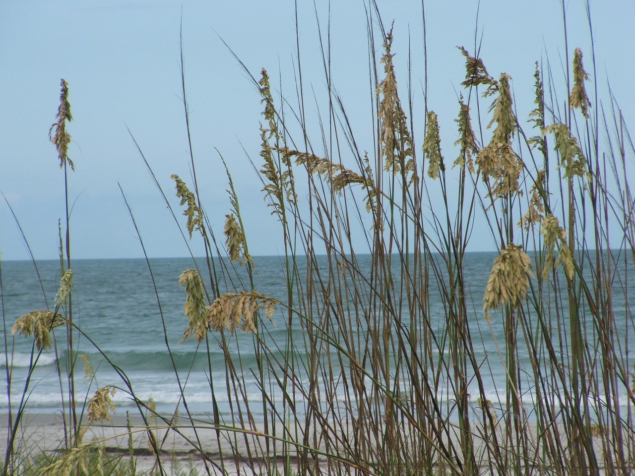 sea oats water free photo