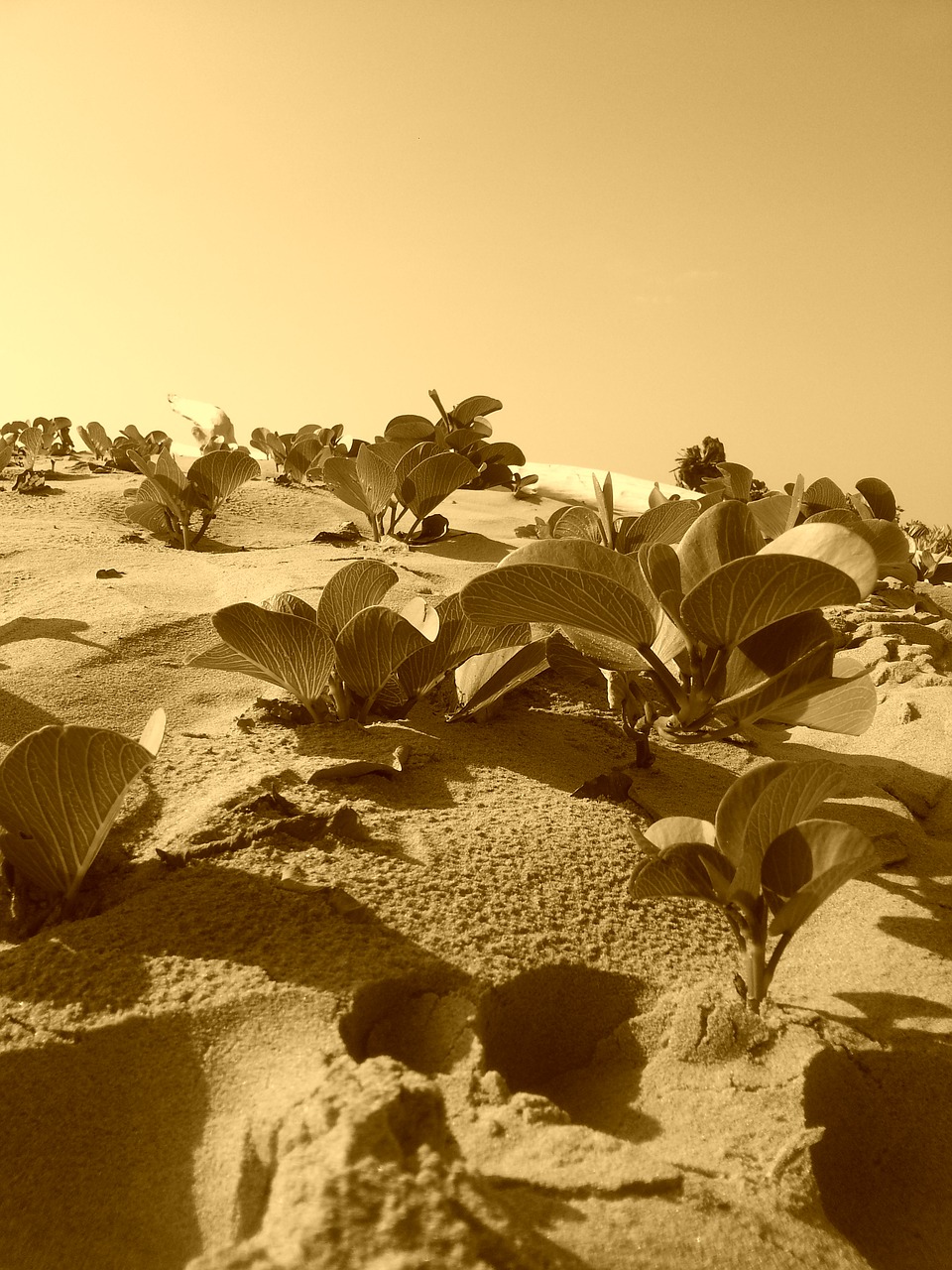 sea sand vegetation free photo