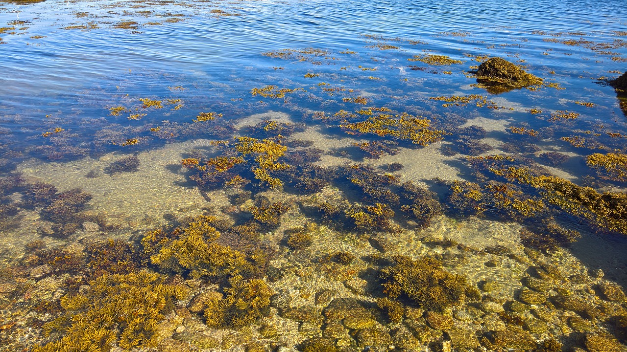 sea water algae free photo