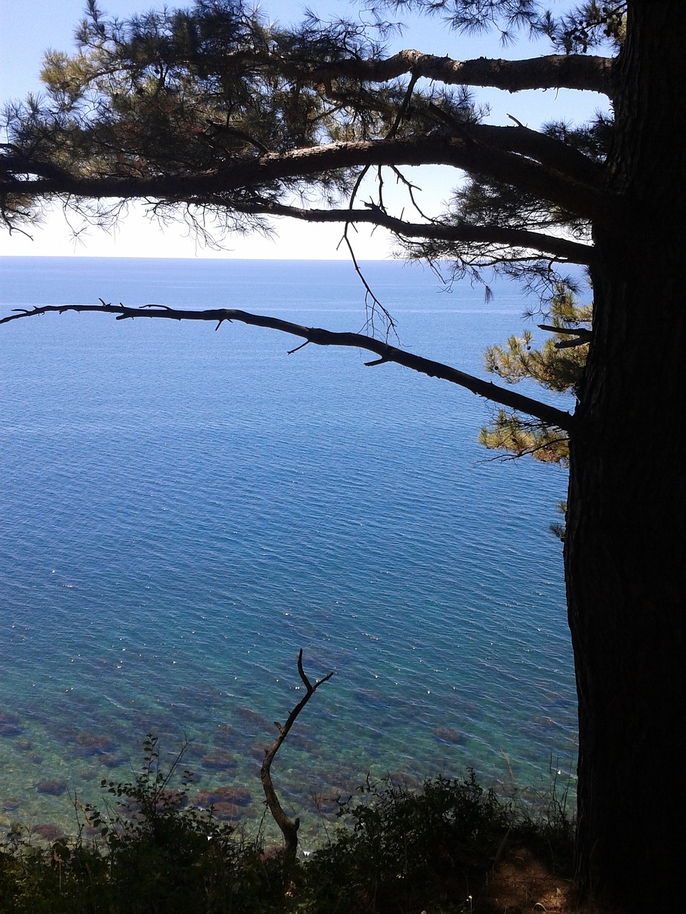 sea summer pine free photo