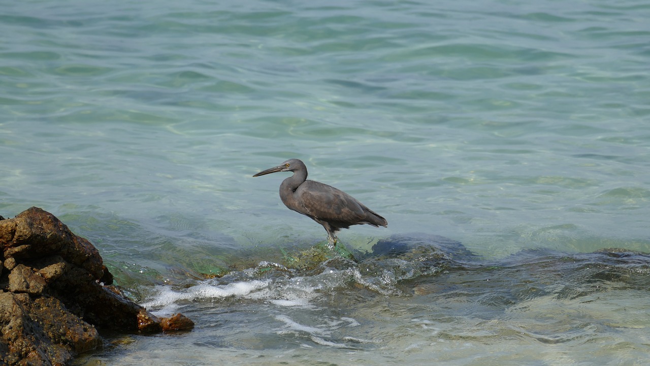 sea blue beach free photo