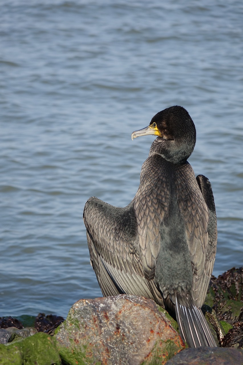 sea cormorant bird free photo