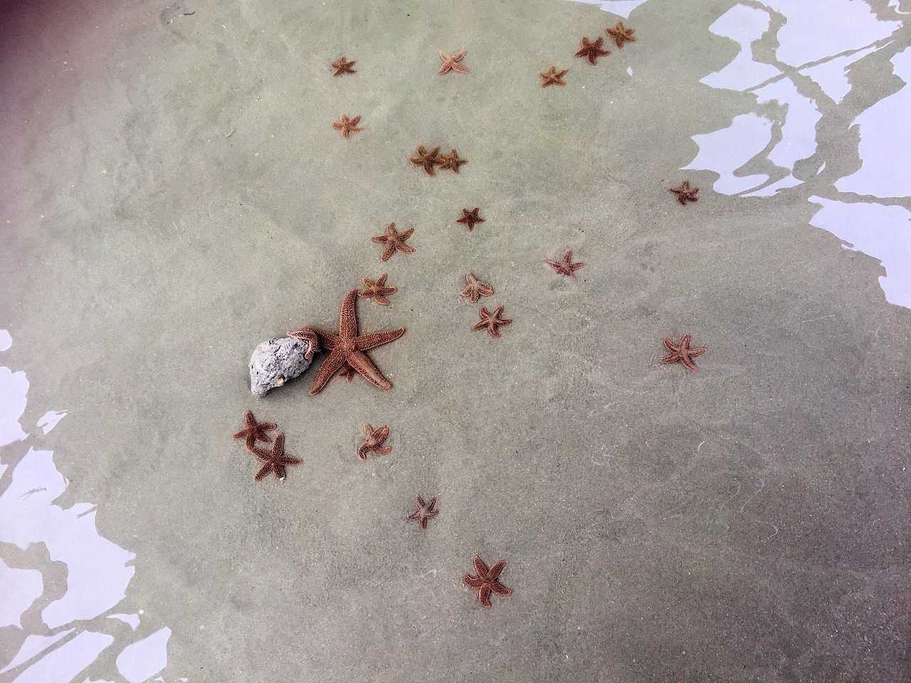 starfish sea ocean free photo