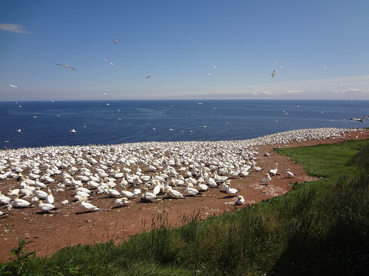 gannet sea sea ​​bird free photo