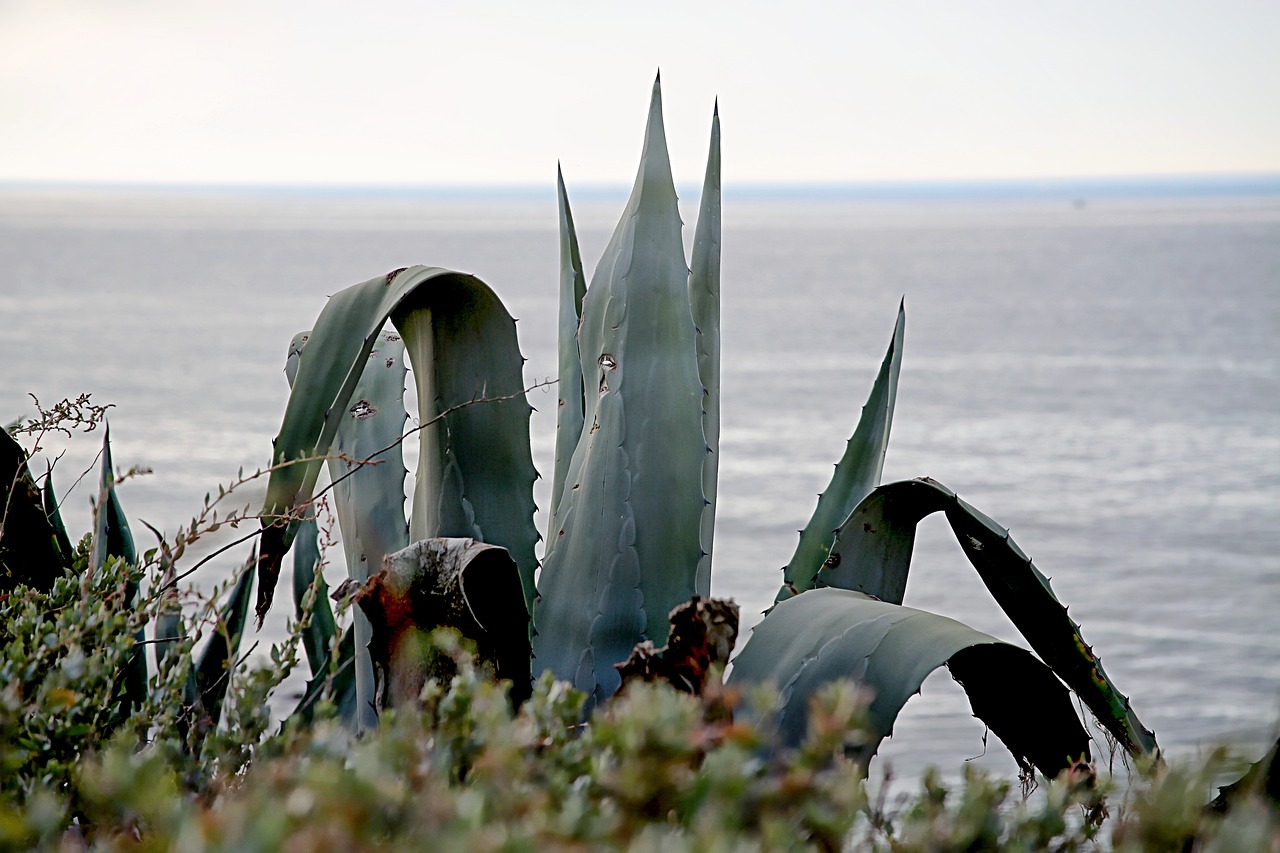 sea landscape cactus free photo