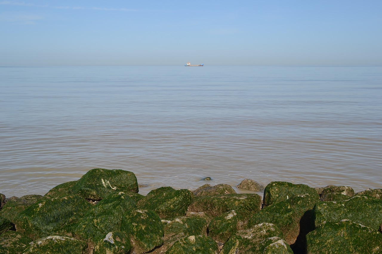 sea rock alga free photo