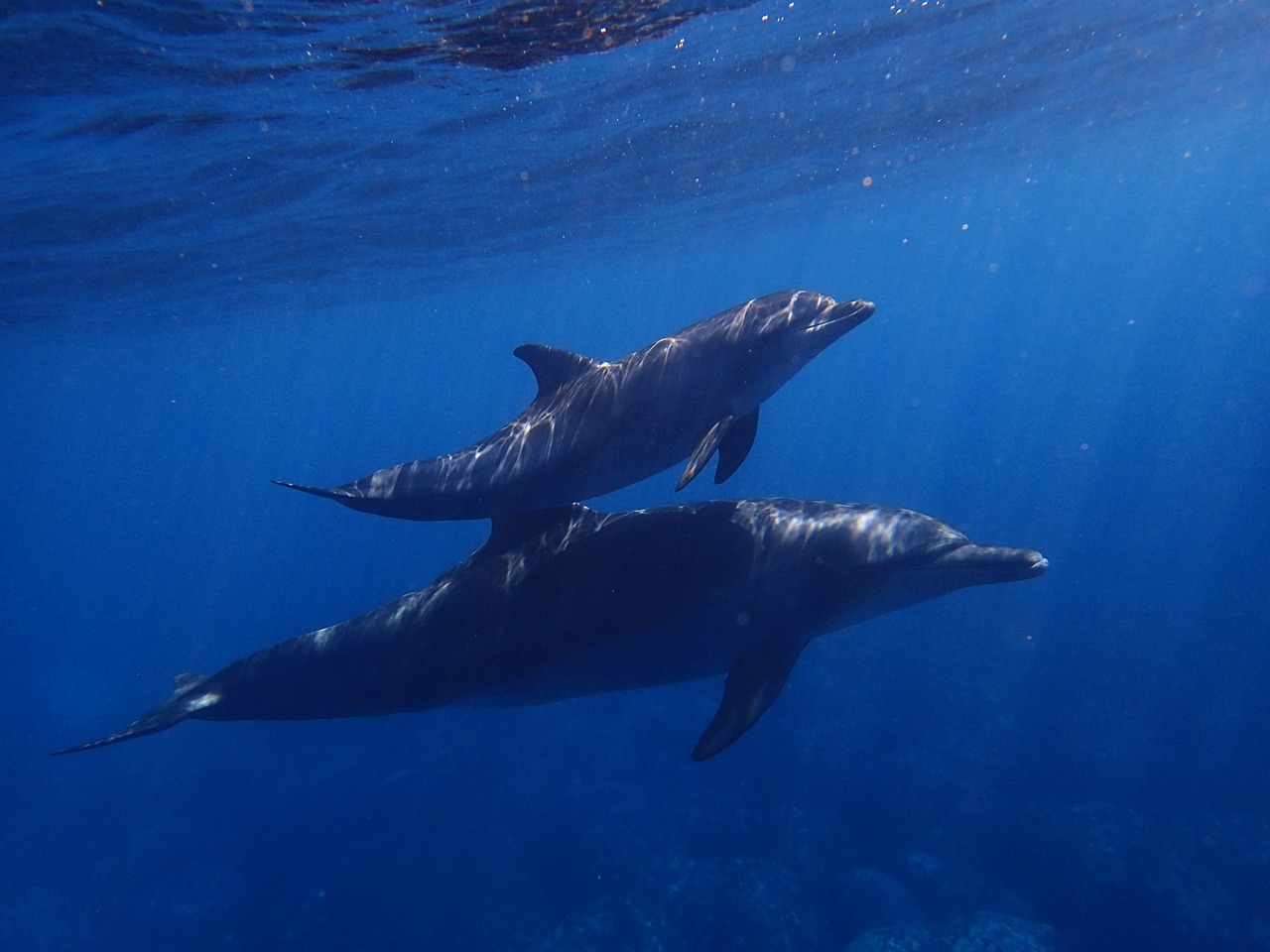 sea dolphin blue free photo