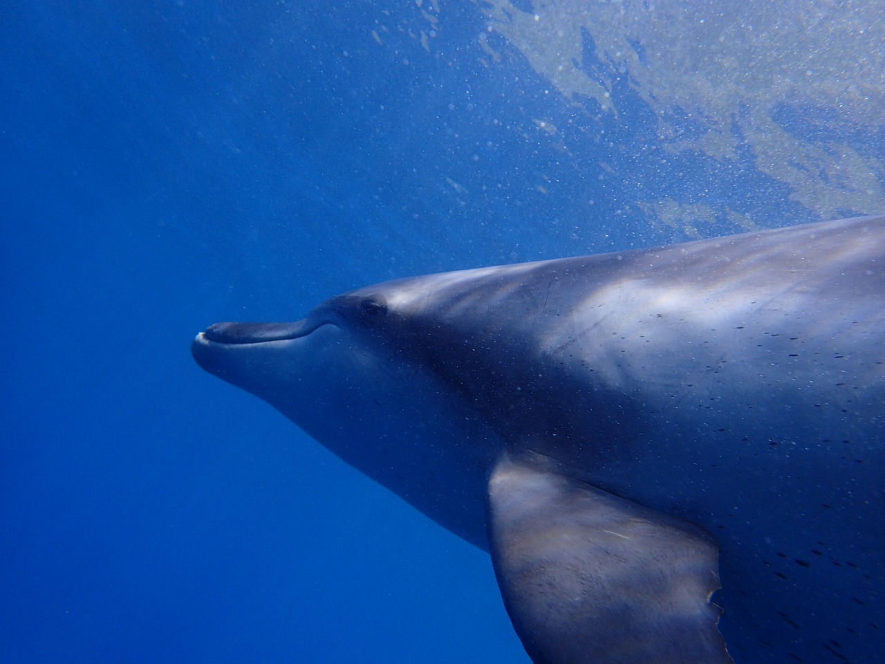 sea dolphin blue free photo