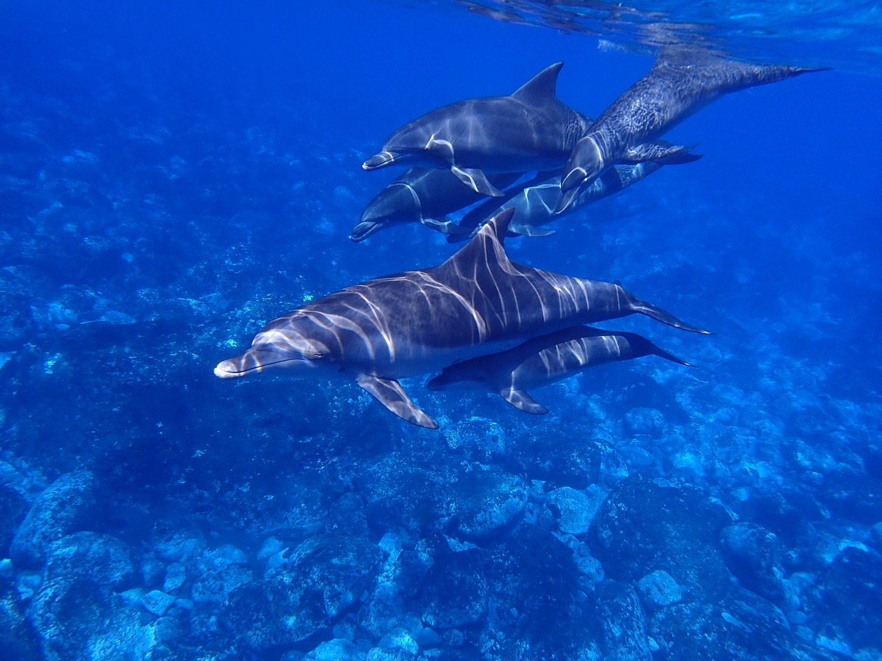 sea dolphin blue free photo