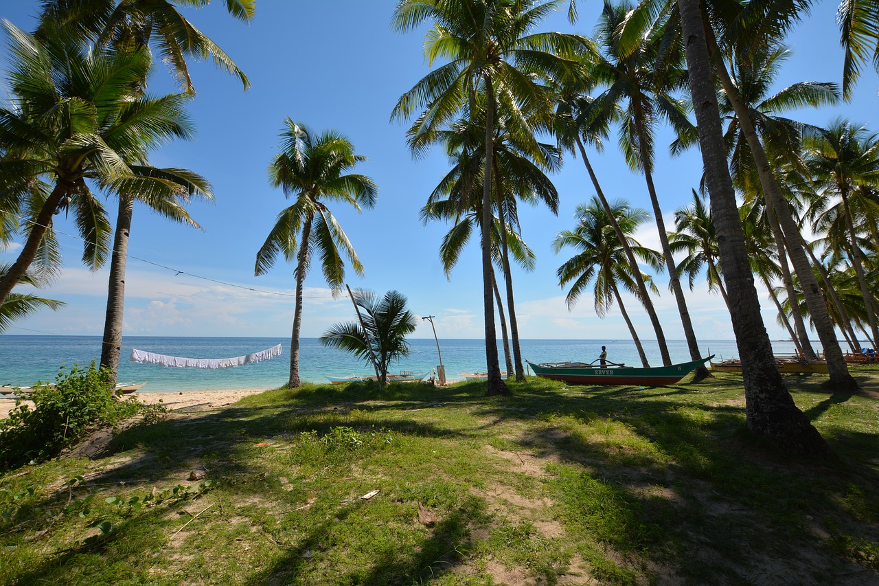 sea palm trees beach free photo
