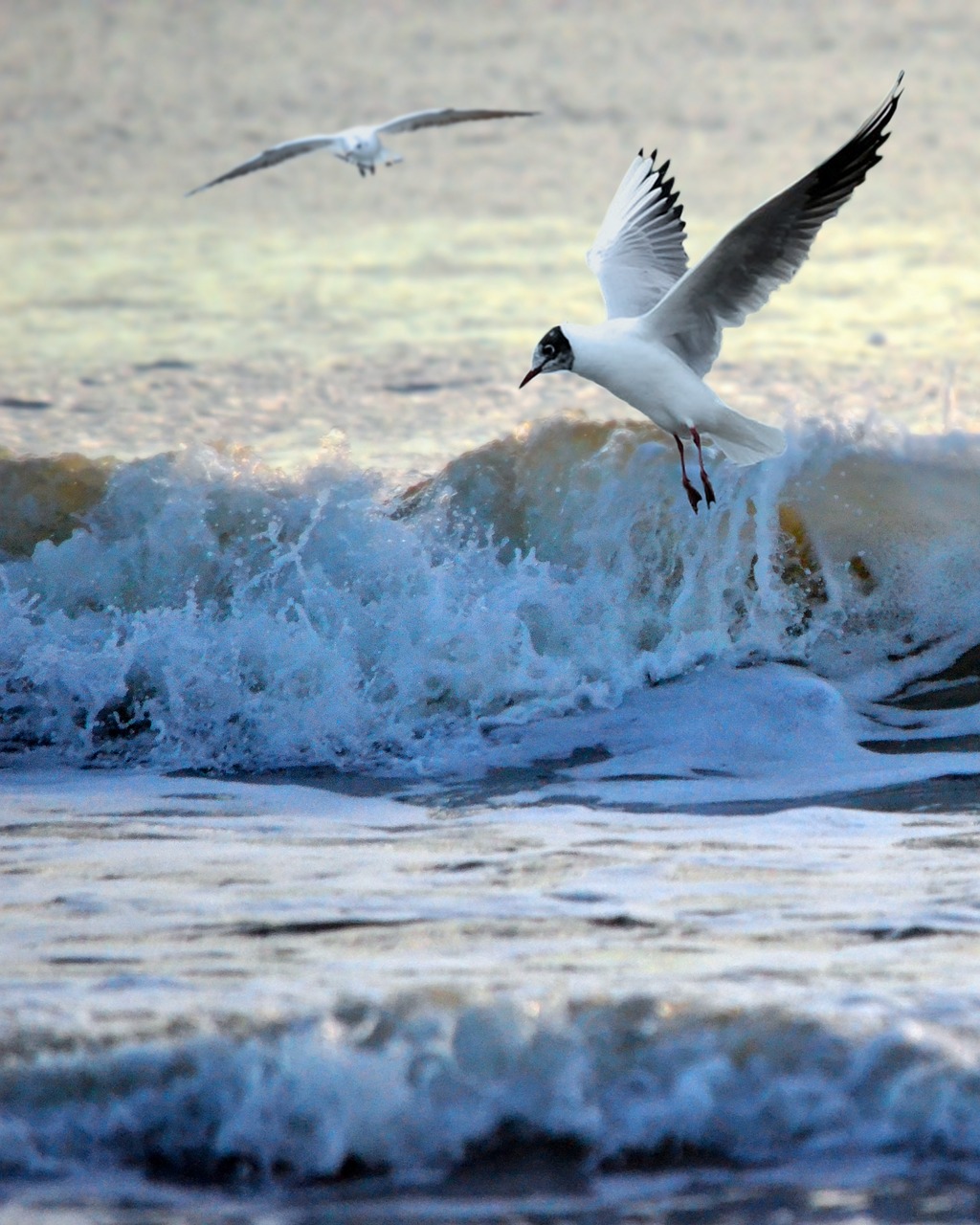 sea ocean bird free photo