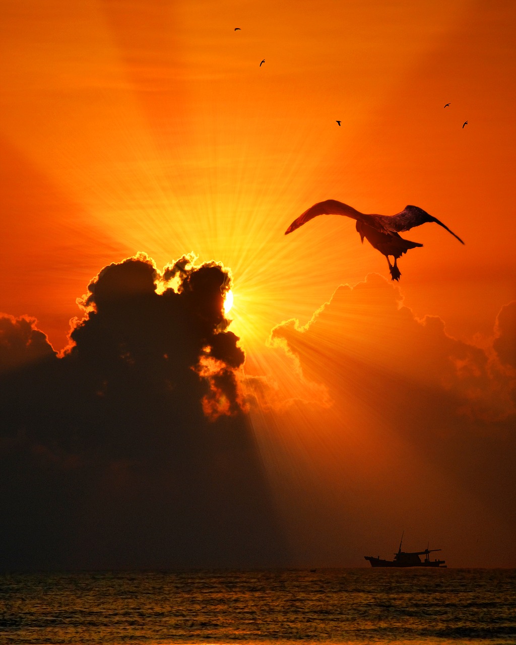 sea bird sunset free photo