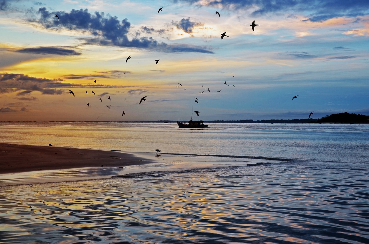 sea birds sunrise free photo