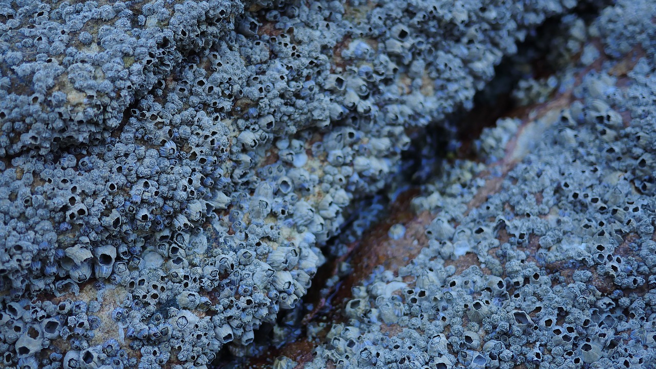sea mussels rock free photo