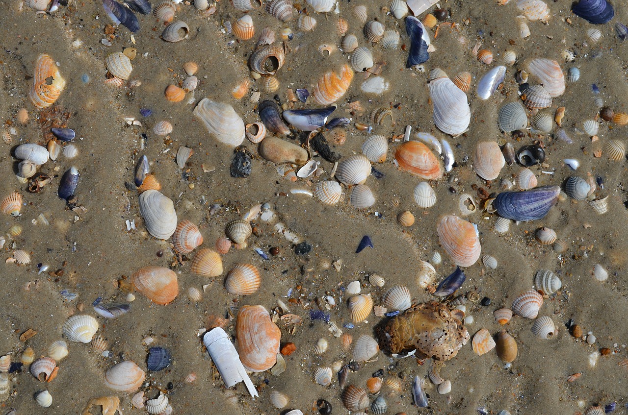 sea shells beach free photo