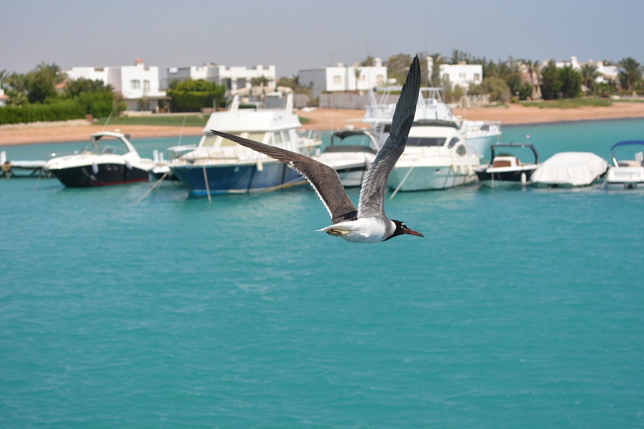 sea port seagull free photo