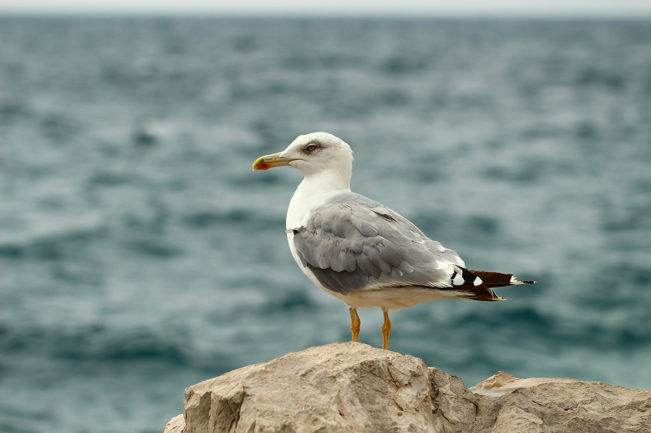 sea seagull gull at sea free photo