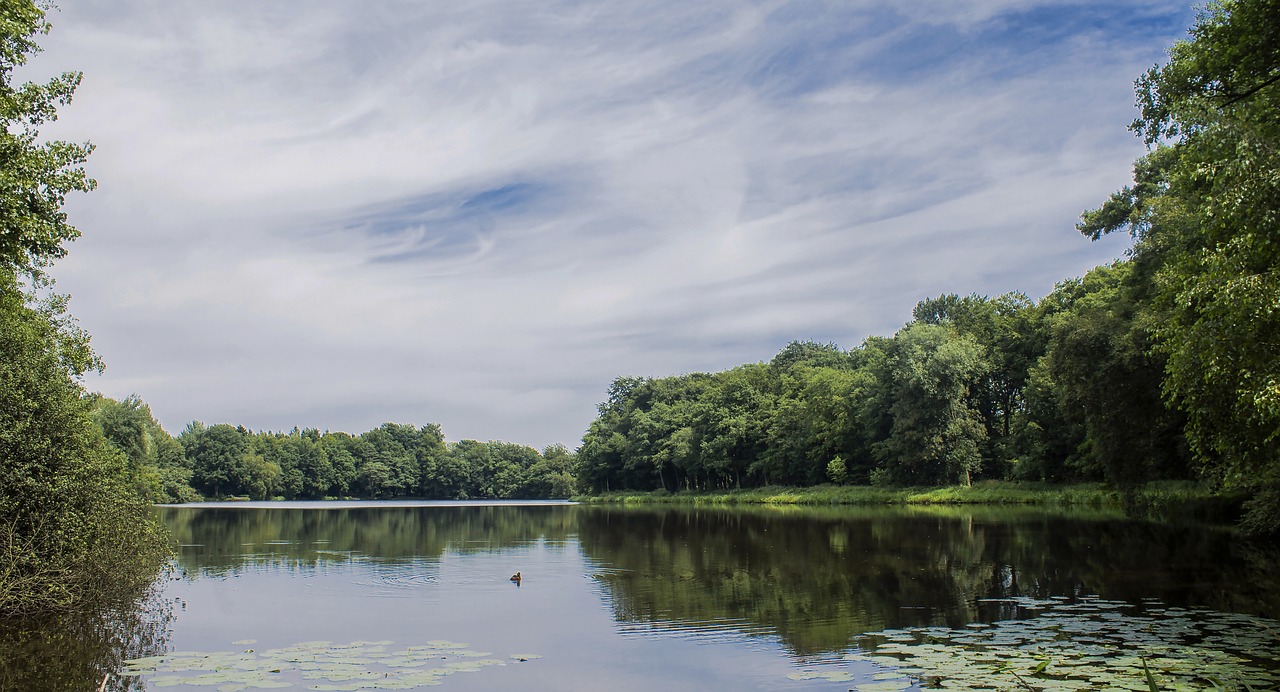 lake water forest free photo