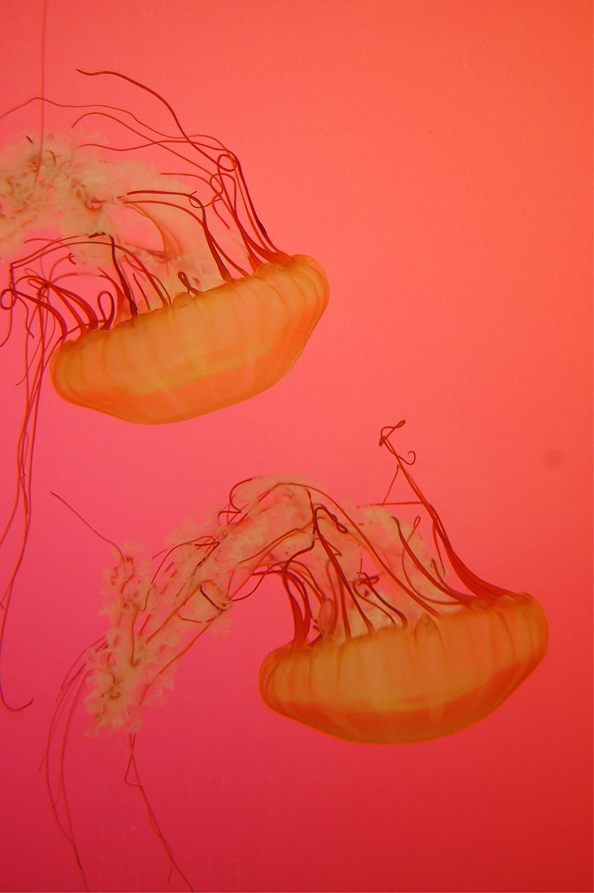 sea jellies creature free photo