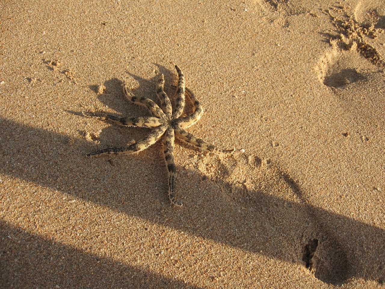 sea beach exotic free photo