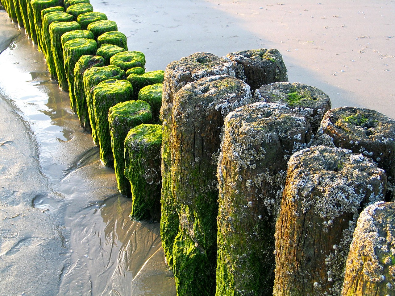 sea north sea groynes free photo