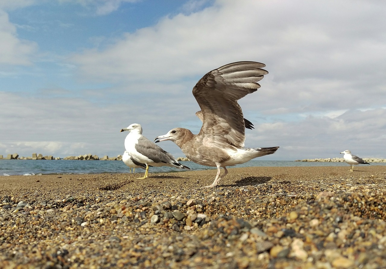 sea beach sea gull free photo