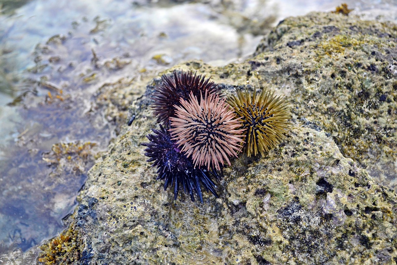 sea urchins ocean free photo