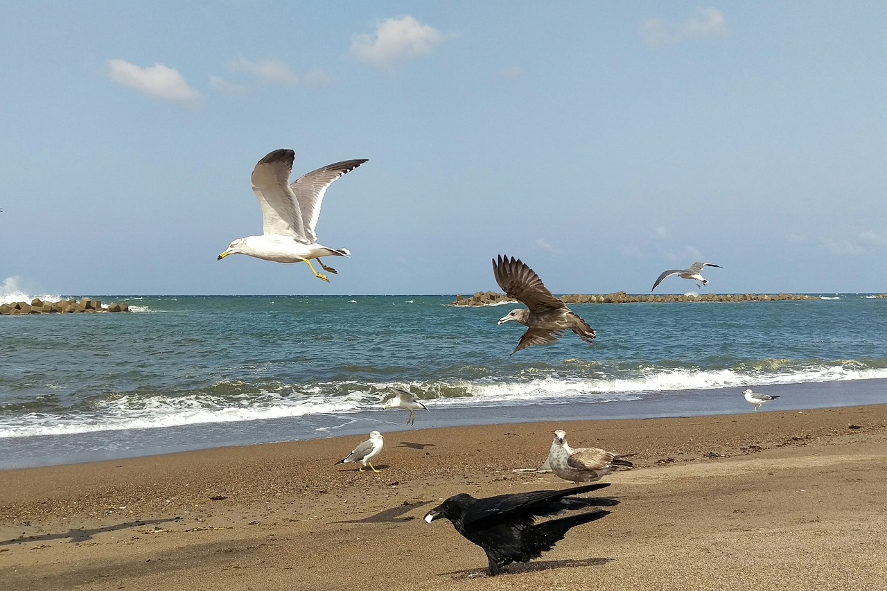 sea beach sea gull free photo