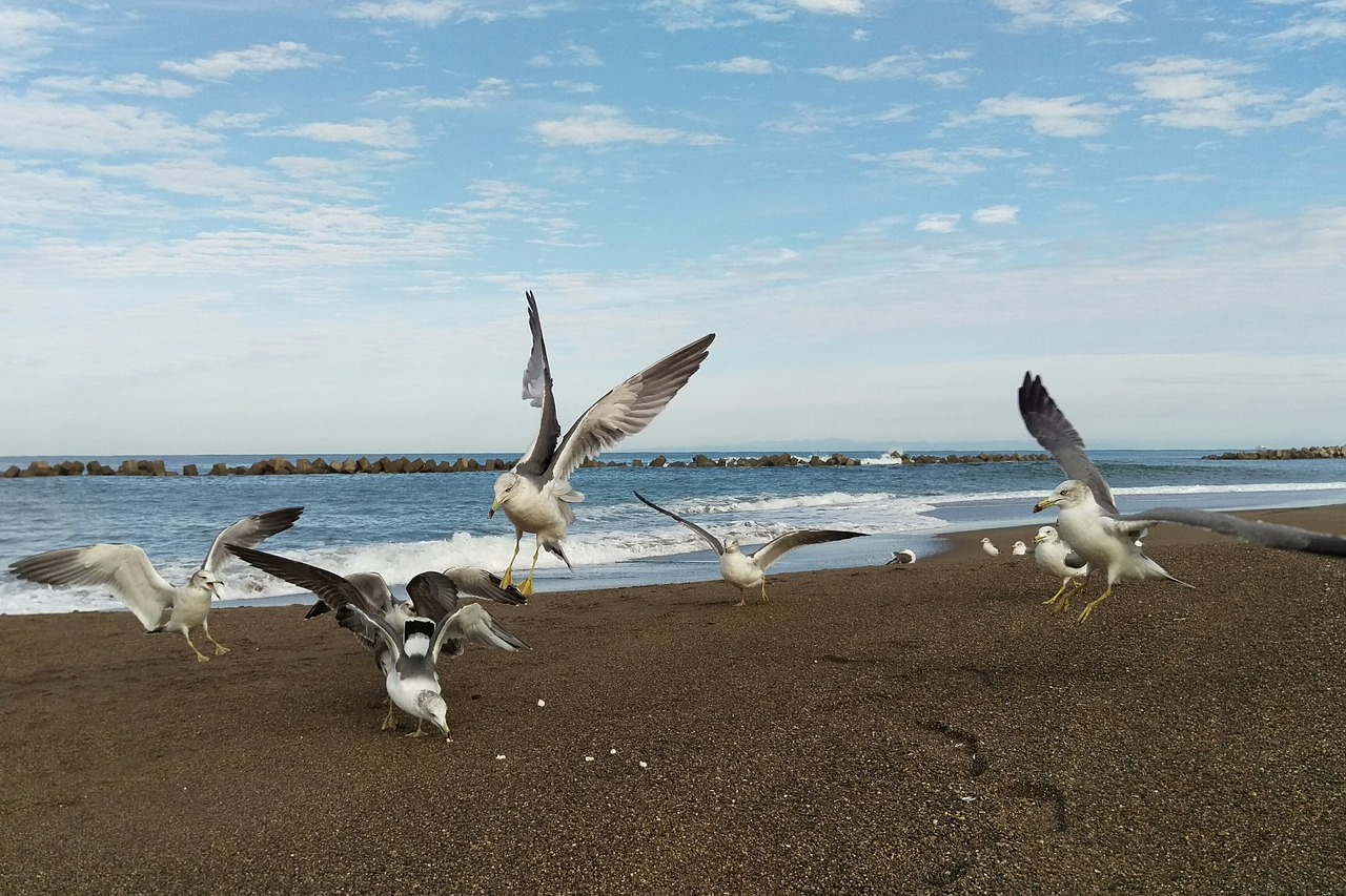 sea beach sky free photo