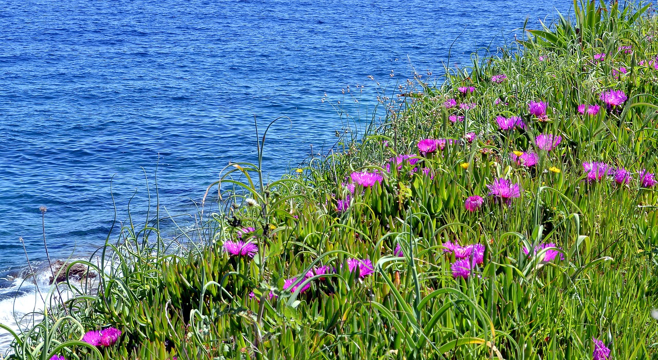 lošinj sea blossom free photo