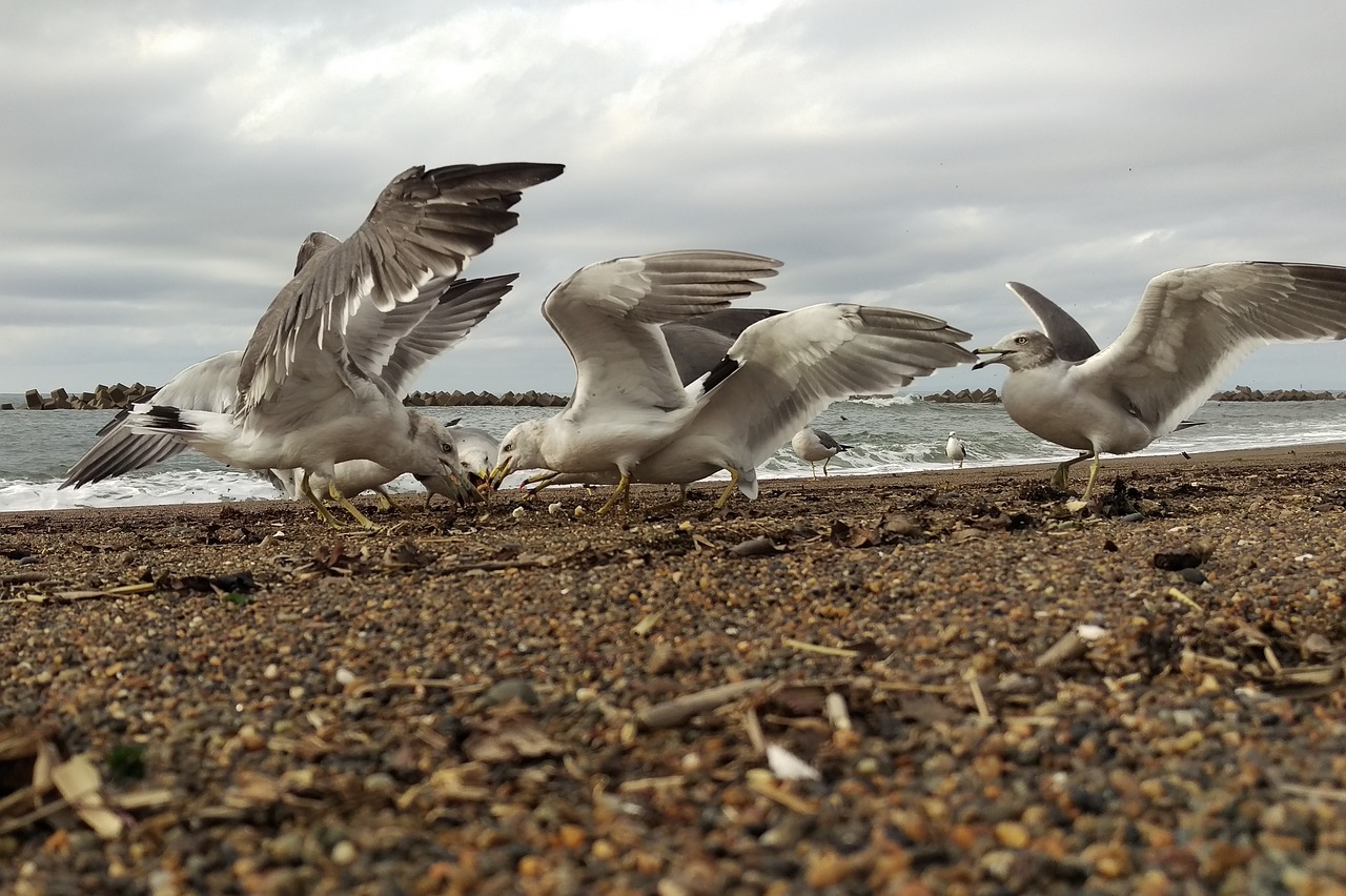 sea beach sea gull free photo