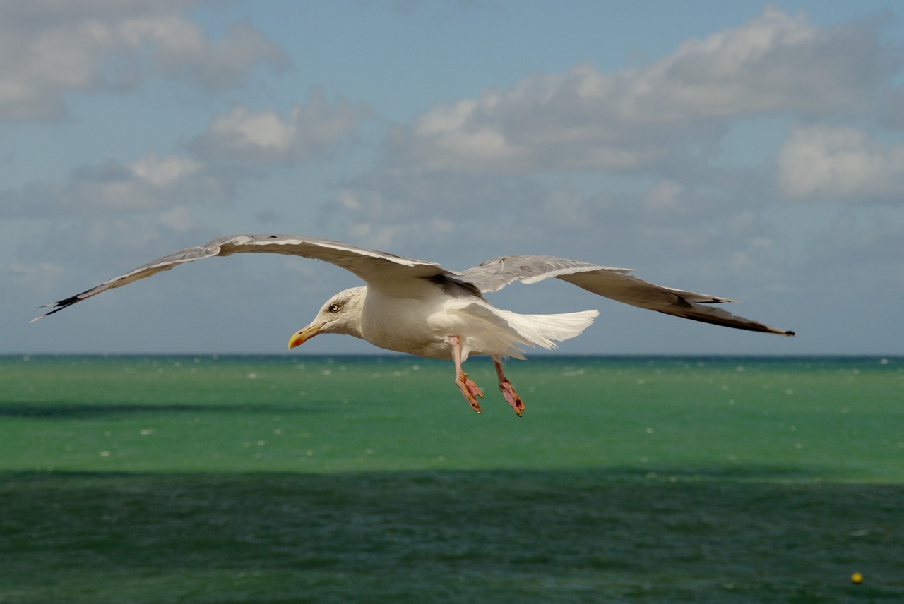 sea horizon sea ​​bird free photo