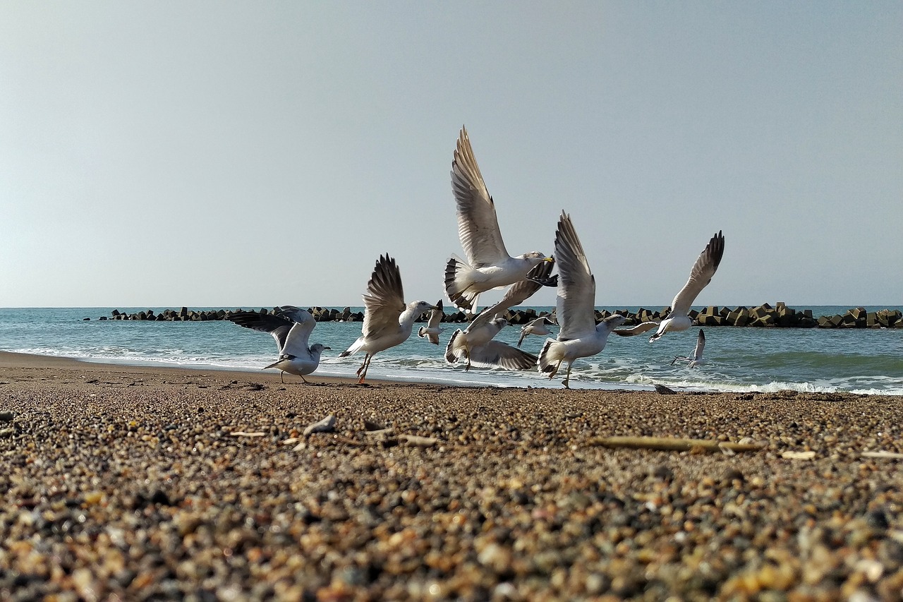 sea beach seagull free photo