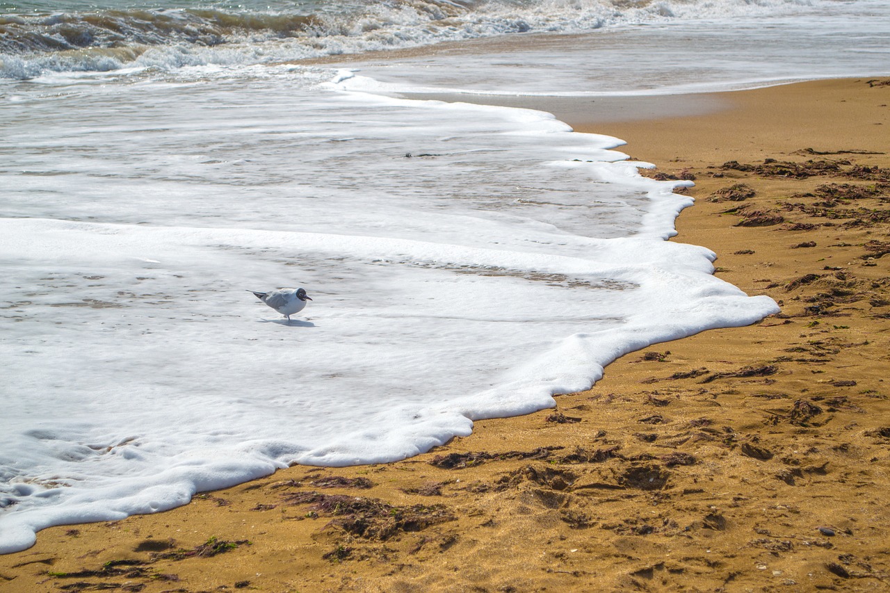 sea wave sand free photo