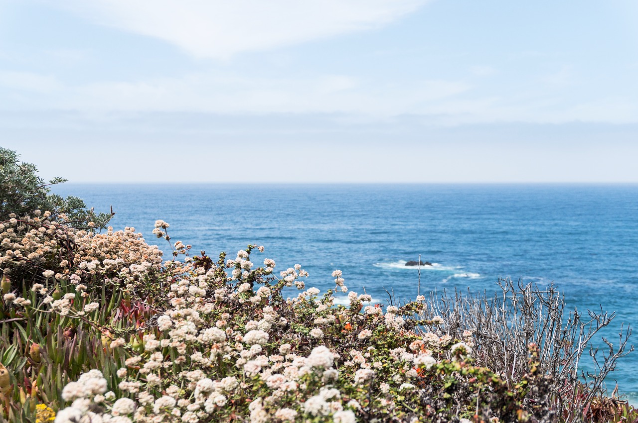 sea coastal flowers free photo