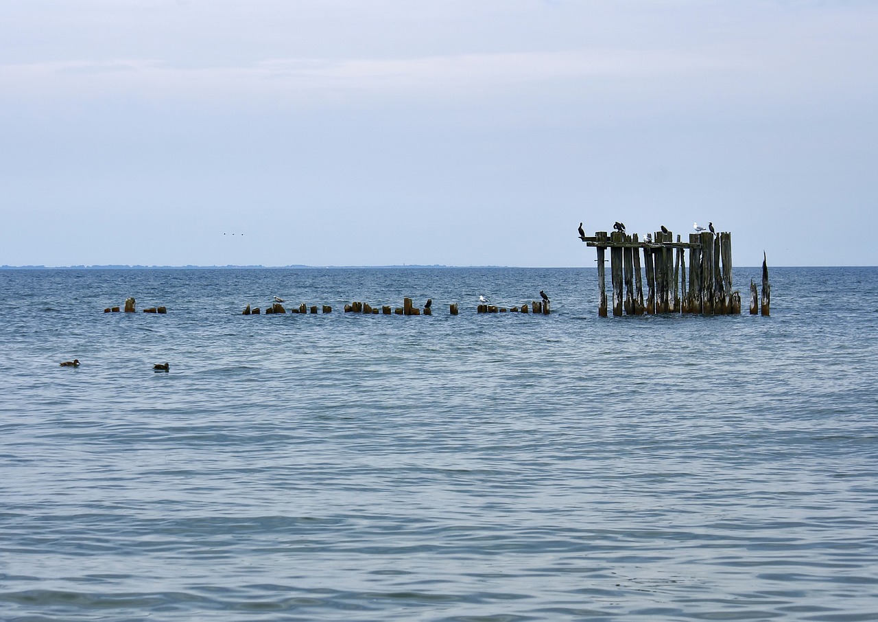 sea birds blue free photo