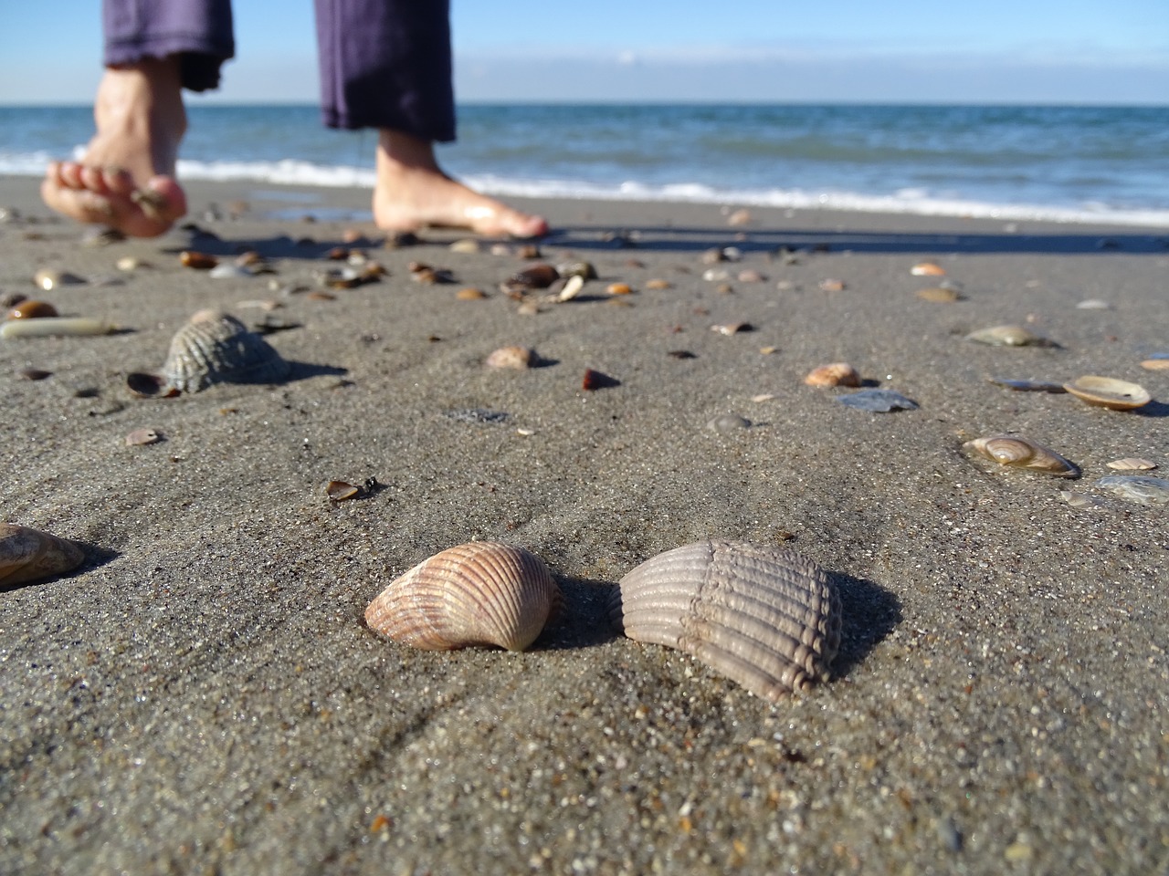 sea beach shell free photo