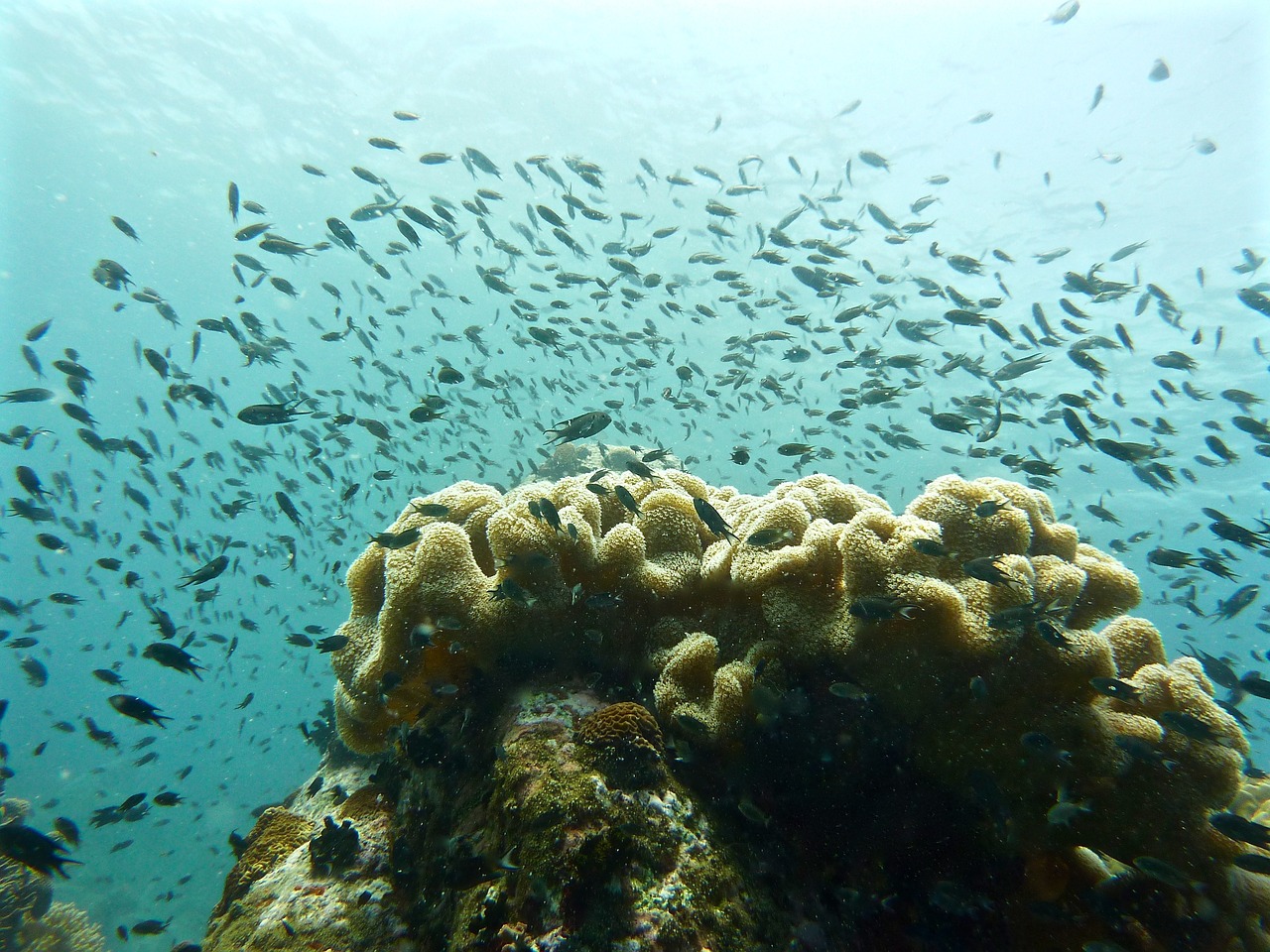 sea scuba diving reefs free photo