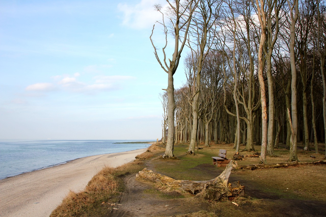 sea beach forest free photo