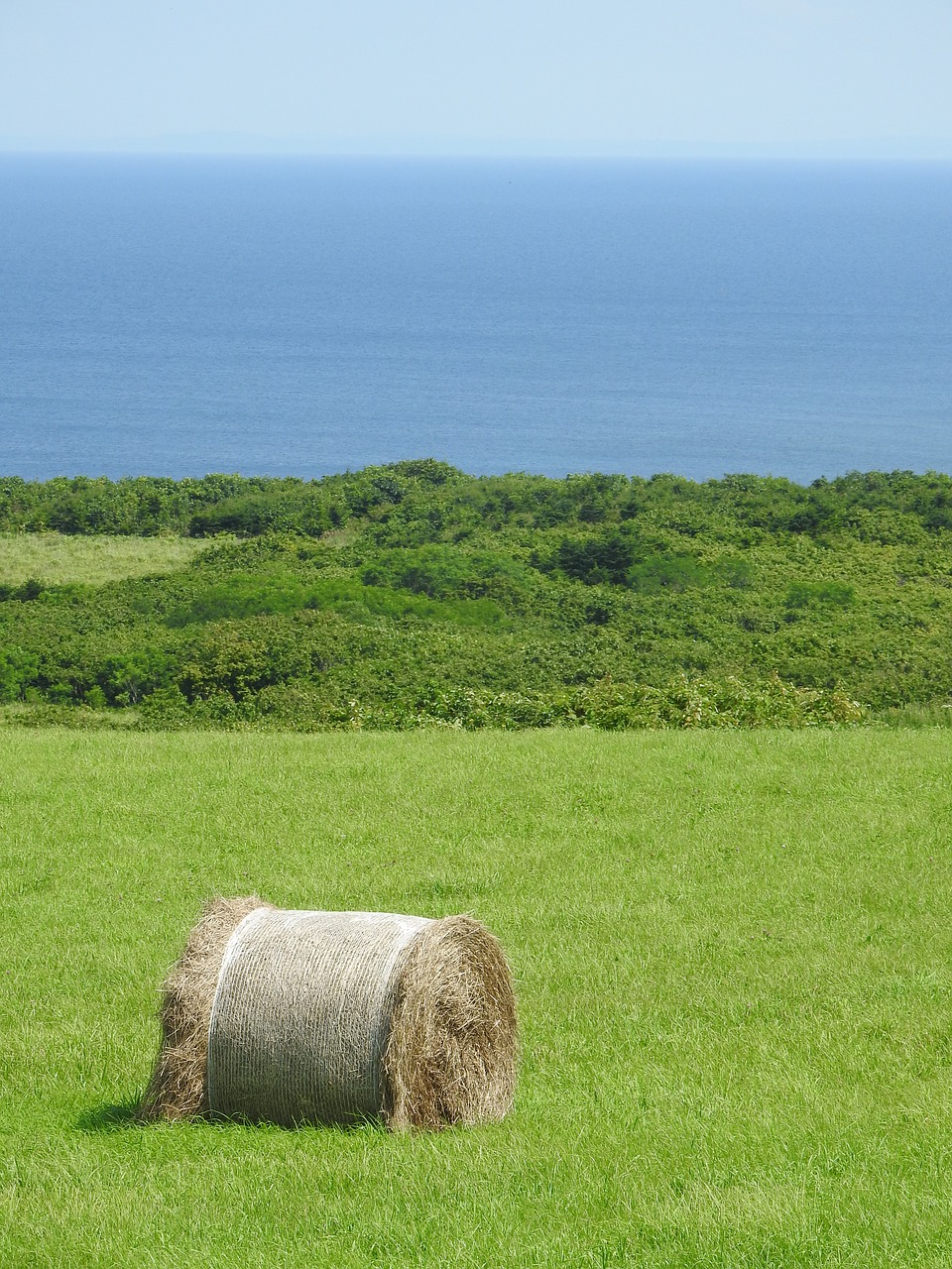 sea grass hokkaido free photo